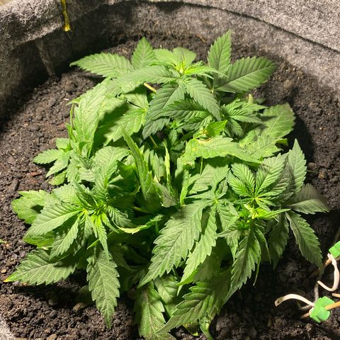 Purple Haze Auto growlog timeline photo