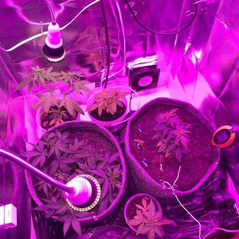 Purple Haze Auto growlog photo: Primeiro dia de 12/12 