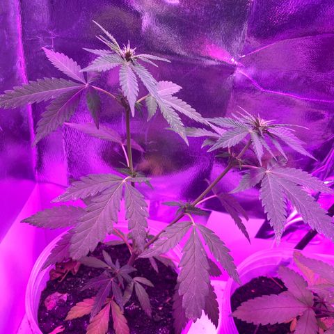 Purple Haze Auto growlog photo: Primeiro dia de 12/12 