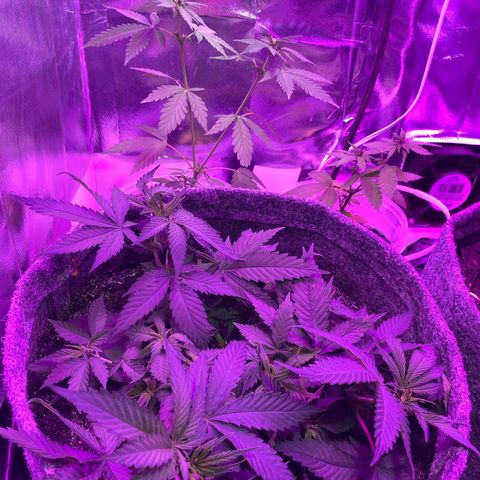 Purple Haze Auto growlog photo: Primeiro dia de 12/12 