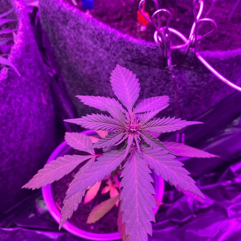 Purple Haze Auto growlog photo: Primeiro dia de 12/12 