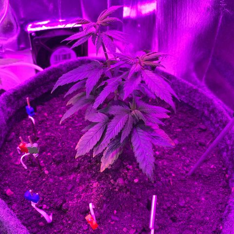 Purple Haze Auto growlog photo: Primeiro dia de 12/12 