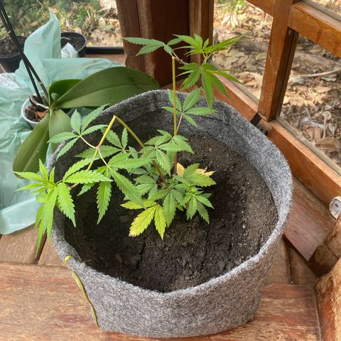 Purple Haze Auto growlog timeline photo