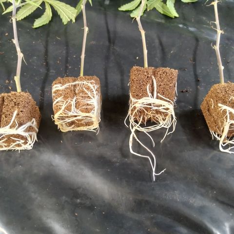 SB2 T20C1 - P1 growlog photo: Roots on transplant