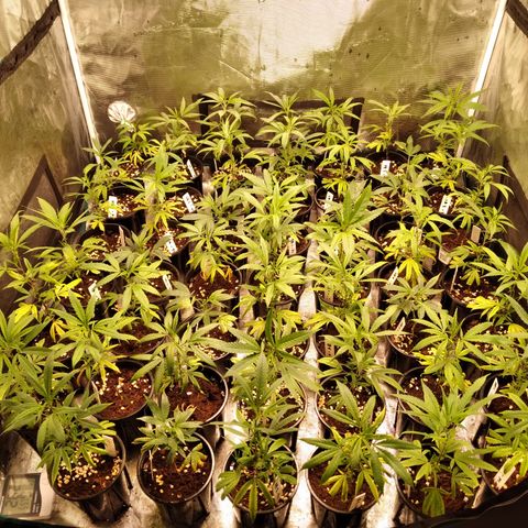 SB2 T20C1 - P1 growlog timeline photo