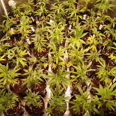 SB2 T20C1 - P1 growlog timeline photo