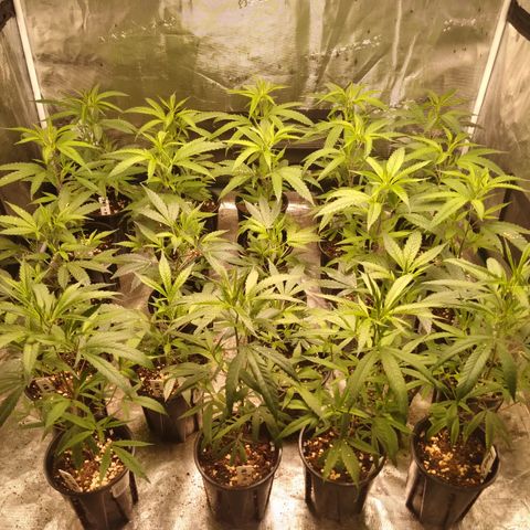 SB2 T20C1 - P1 growlog photo: Veg