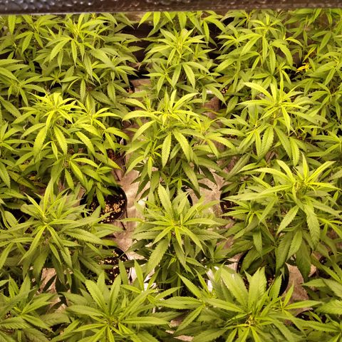 SB2 T20C1 - P1 growlog timeline photo