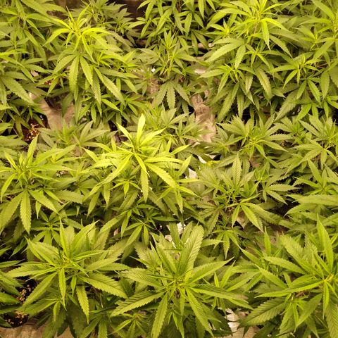 SB2 T20C1 - P1 growlog timeline photo