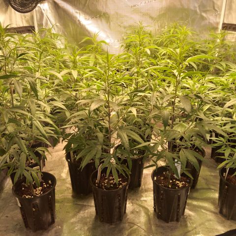 SB2 T20C1 - P1 growlog timeline photo