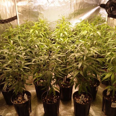 SB2 T20C1 - P1 growlog timeline photo