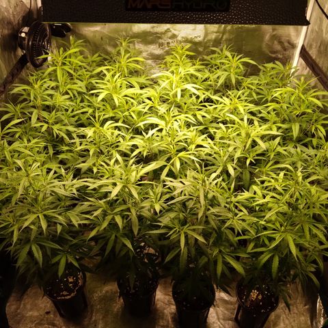 SB2 T20C1 - P1 growlog timeline photo