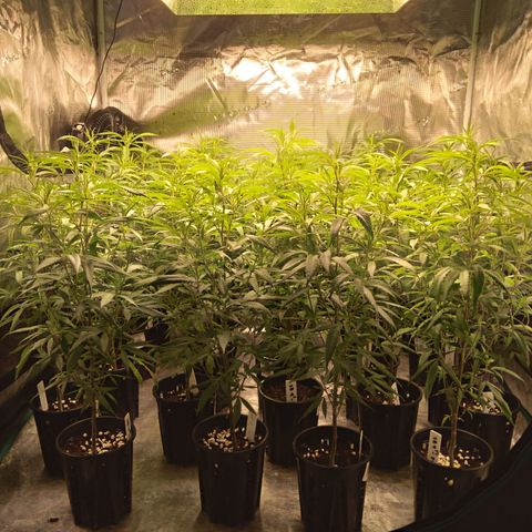 SB2 T20C1 - P1 growlog timeline photo