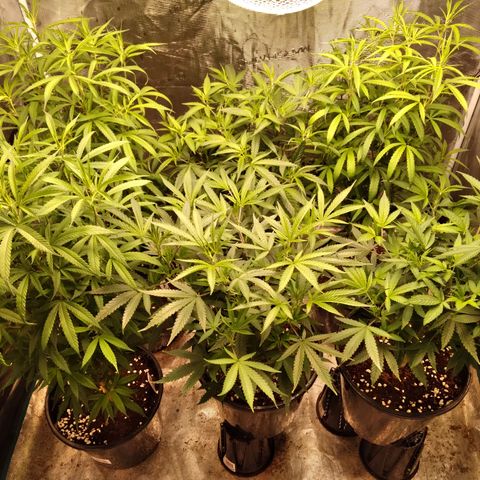 SB2 T20C1 - P1 growlog photo: New mother generation