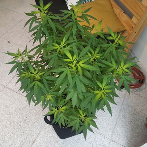 Happy Purple growlog timeline photo