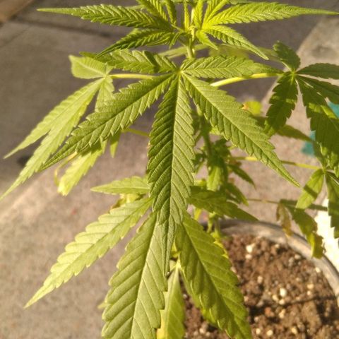 Happy Purple growlog timeline photo