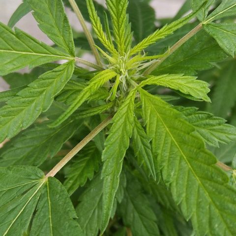 Happy Purple growlog timeline photo