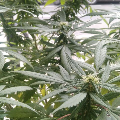Happy Purple growlog photo: Floración 