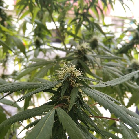 Happy Purple growlog timeline photo