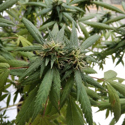 Happy Purple growlog timeline photo