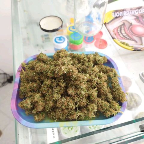 Happy Purple growlog photo: 24.62 Gramos en seco