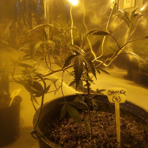 Banner clone growlog timeline photo
