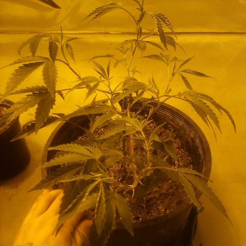 Banner clone growlog timeline photo