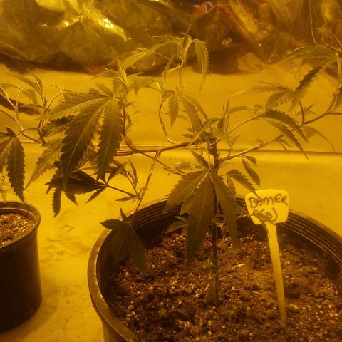 Banner clone growlog timeline photo