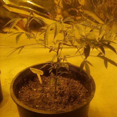 Banner clone growlog timeline photo