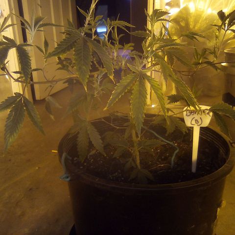 Banner clone growlog timeline photo