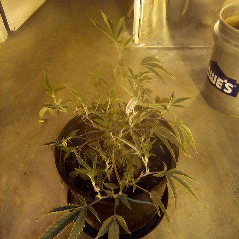 Banner clone growlog timeline photo