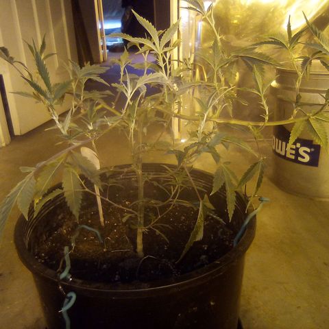 Banner clone growlog timeline photo