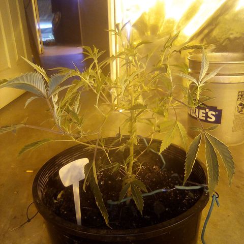 Banner clone growlog timeline photo