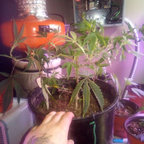 Banner clone growlog timeline photo