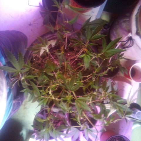 Banner clone growlog timeline photo