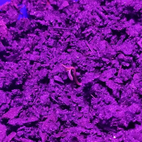 OGBkush growlog photo: Semente já eclodiu da terra