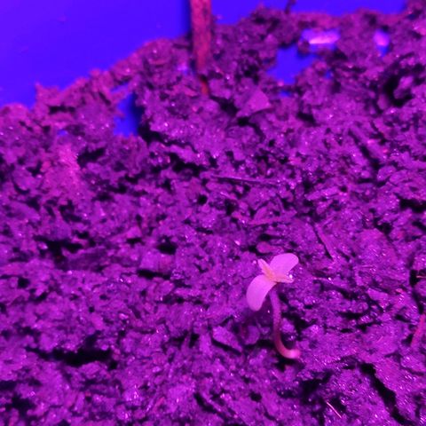 OGBkush growlog timeline photo