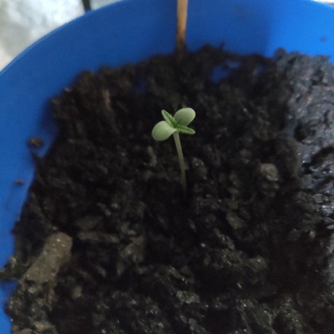 OGBkush growlog timeline photo