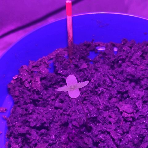 OGBkush growlog timeline photo