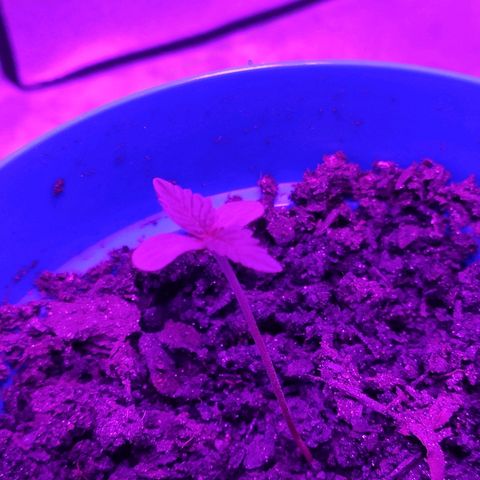 OGBkush growlog timeline photo