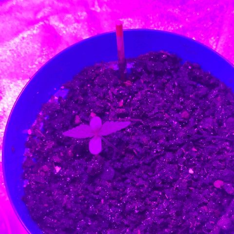 OGBkush growlog timeline photo
