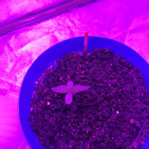 OGBkush growlog timeline photo