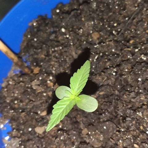 OGBkush growlog timeline photo