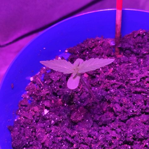 OGBkush growlog timeline photo