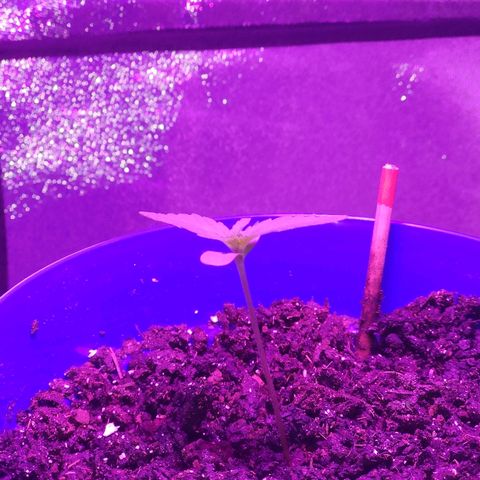 OGBkush growlog timeline photo
