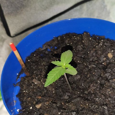 OGBkush growlog timeline photo