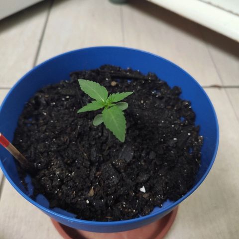 OGBkush growlog timeline photo