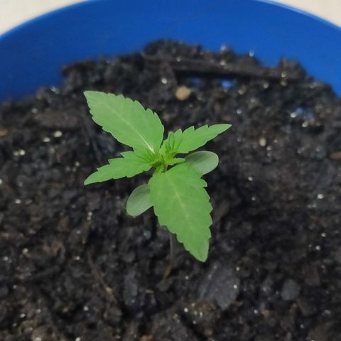 OGBkush growlog timeline photo