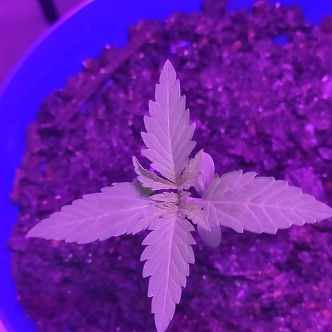 OGBkush growlog timeline photo