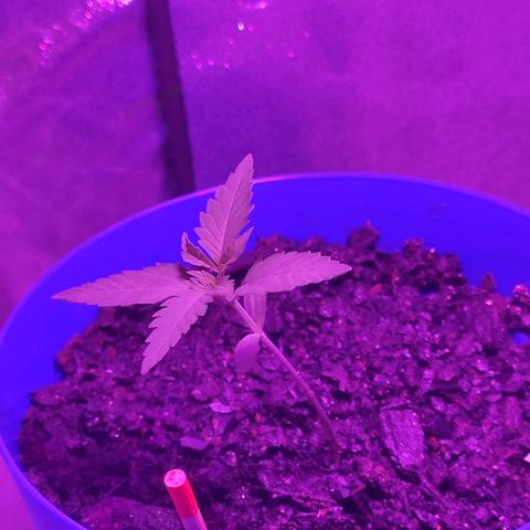 OGBkush growlog timeline photo